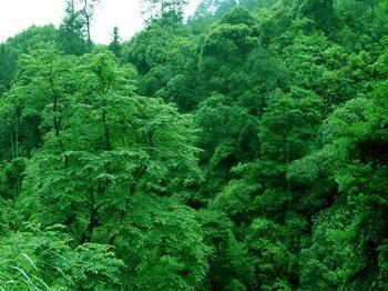 森林公园 森林公园